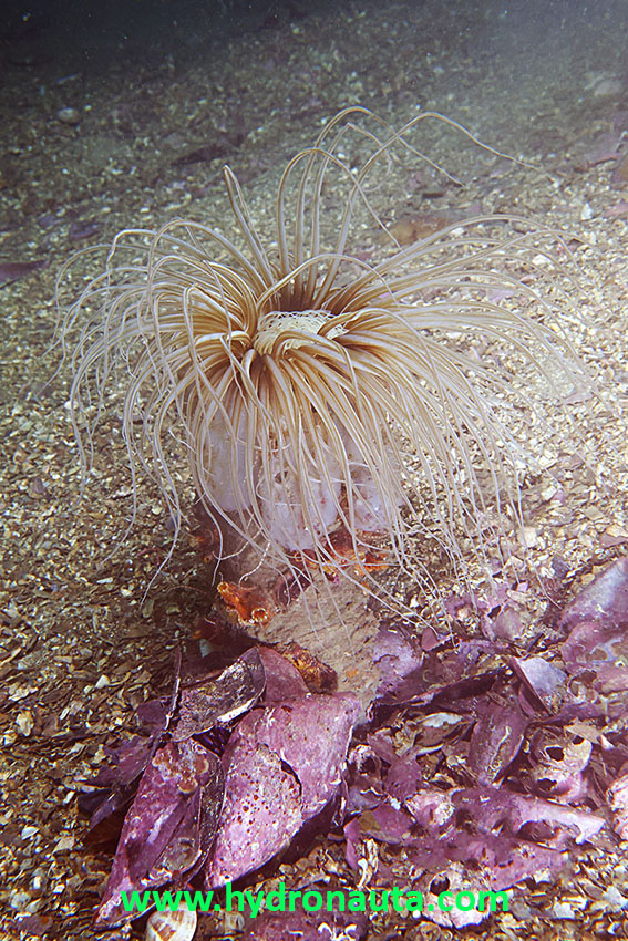 Cerianthus membranaceus
